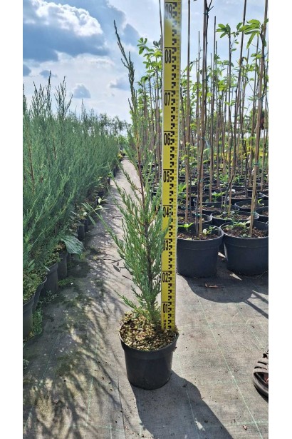 Ялівець колоноподібний Блю Ерроу - 3л/вис.50-70см/Ø15-20см